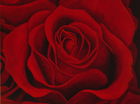 Rode Rozen